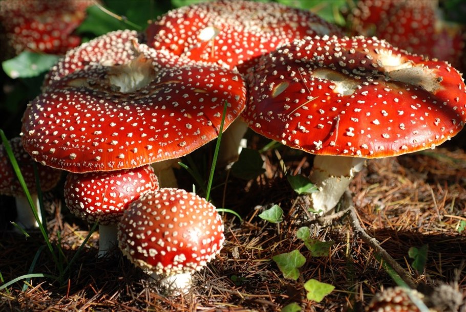Куча мухоморов