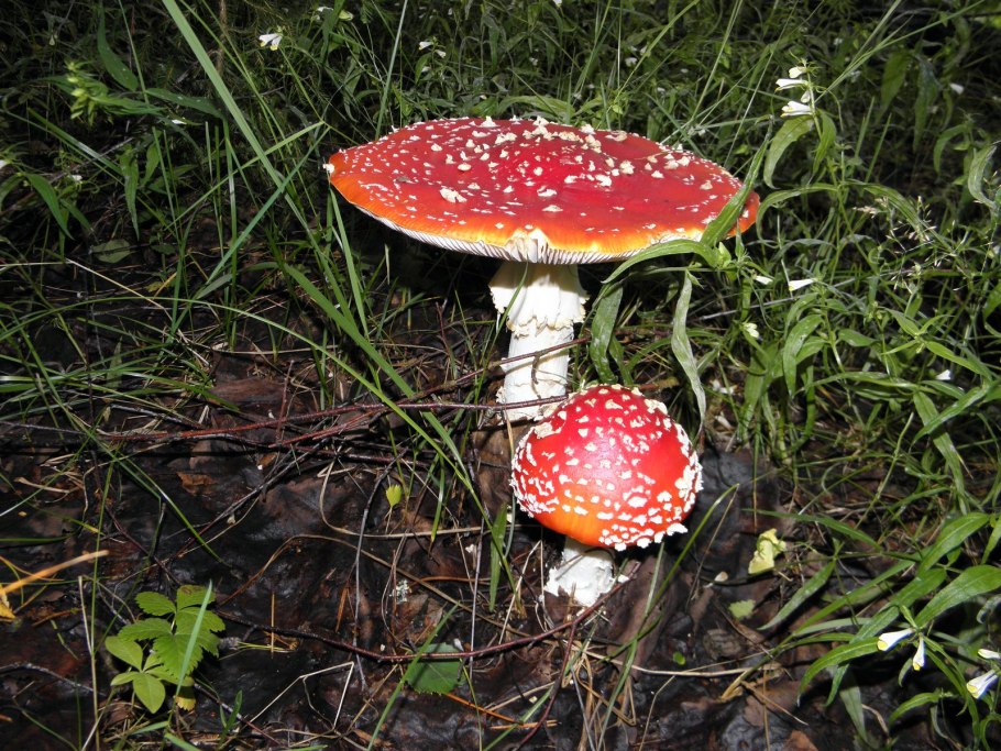 Мухомор поганковидный красный