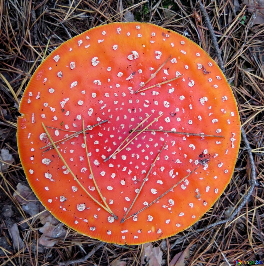 Шляпка гриба мухомора