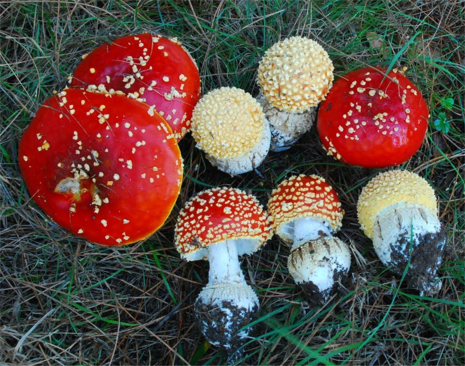 Белый мухомор с красными крапинками