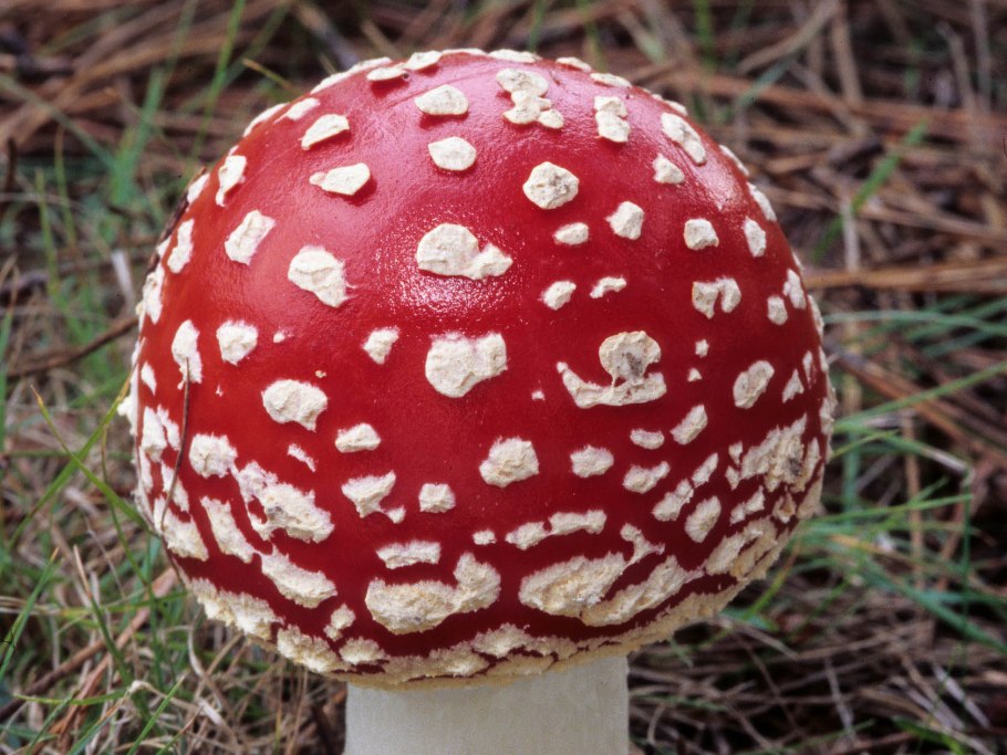 Мухомор Amanita muscaria