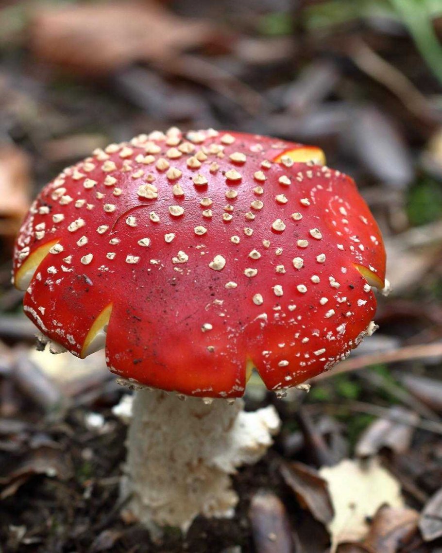 Мухомор красный