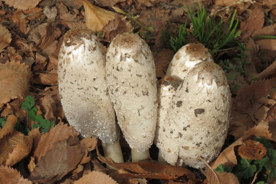 Навозник белый Coprinus comatus