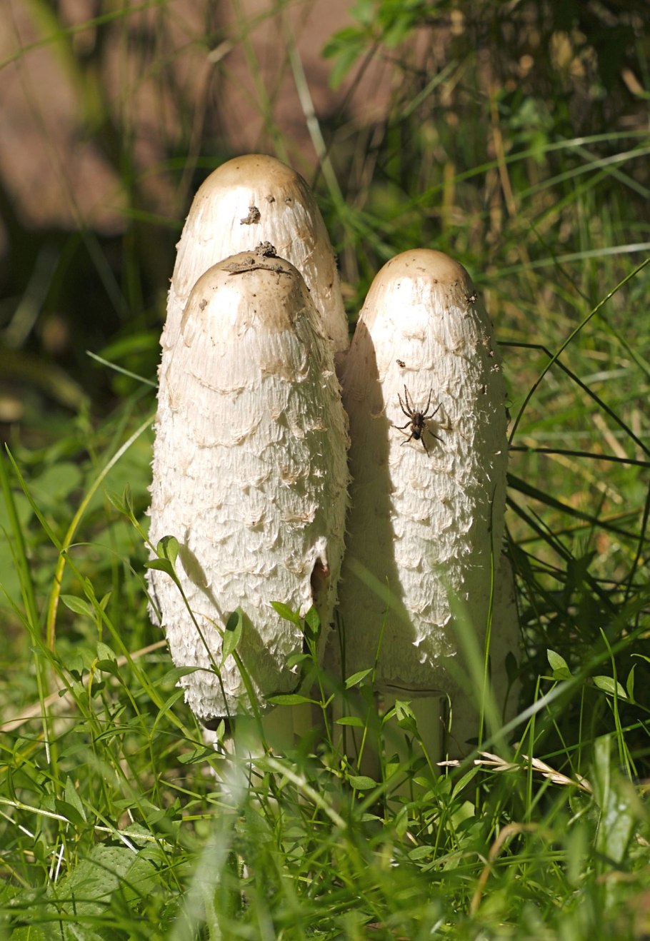 Coprinellus Radians
