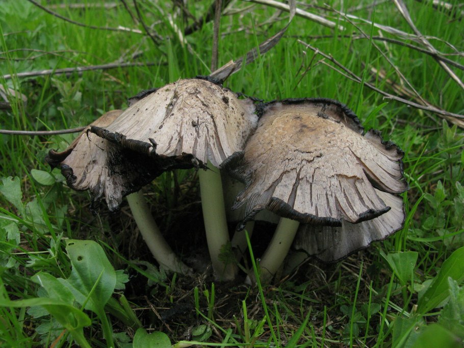 Навозник белый (копринус)