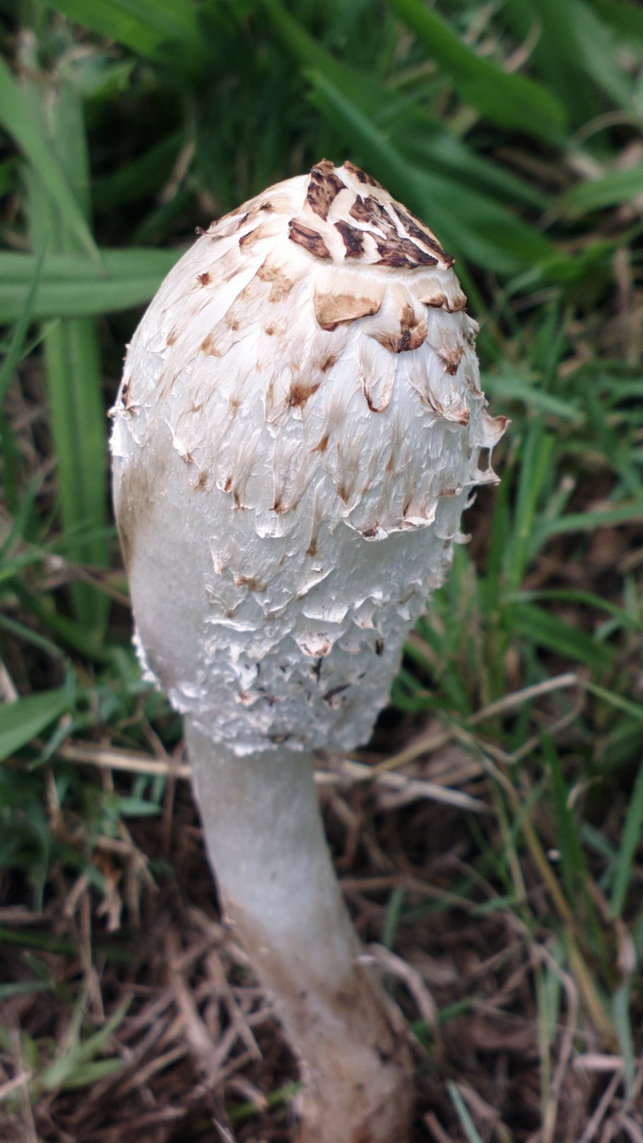Навозник белый (лат. Coprinus comatus)