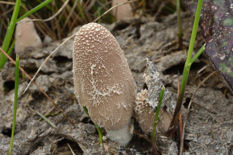 Навозник волосистоногий