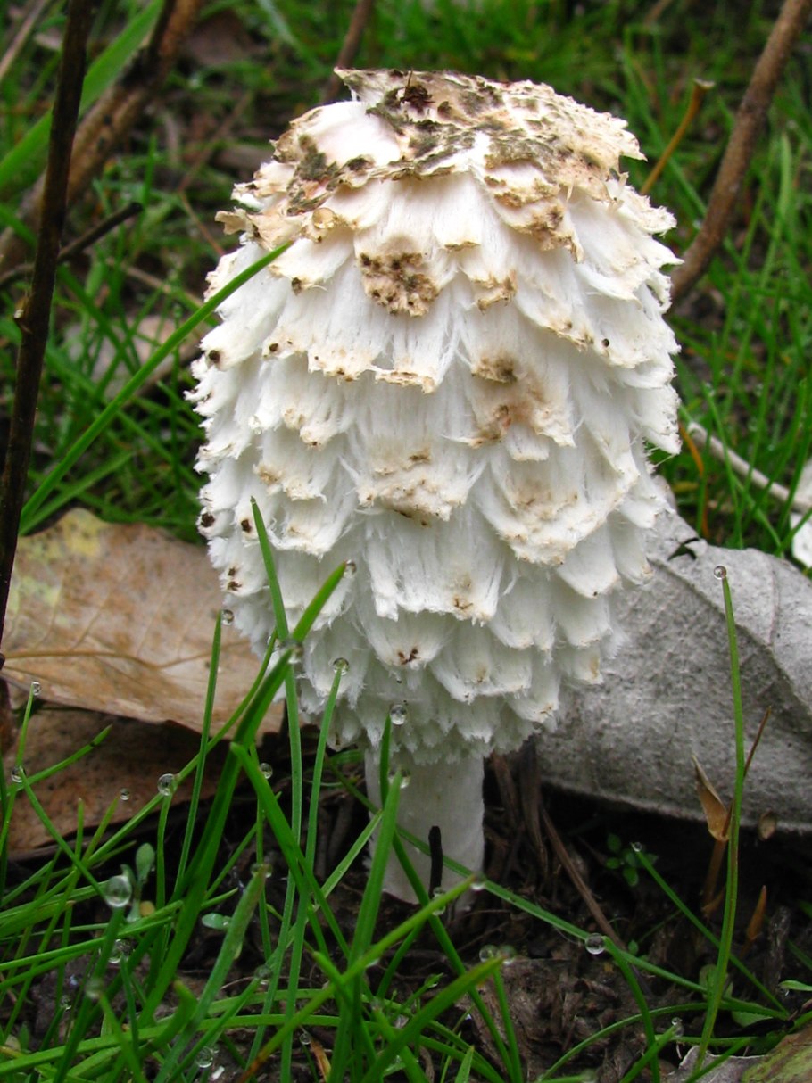 Гриб навозник белый
