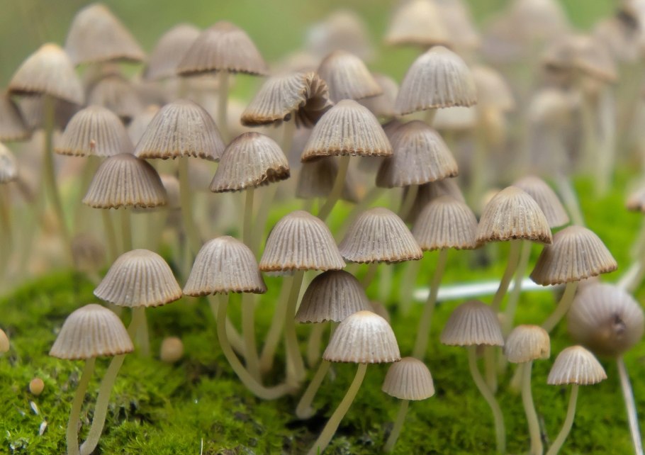 Навозник Coprinopsis