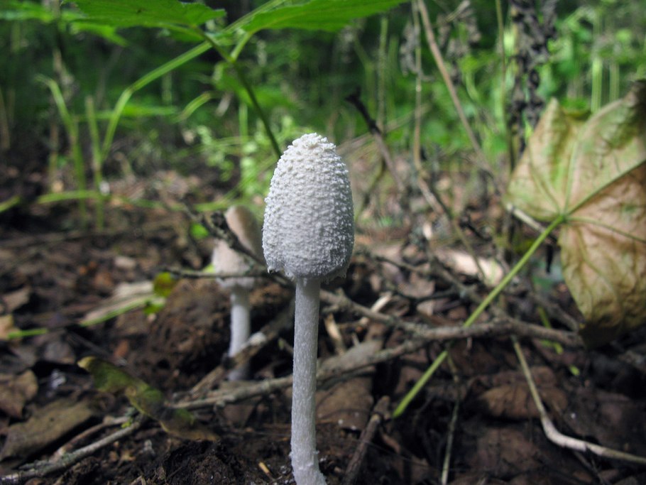 Гриб навозник зонтик