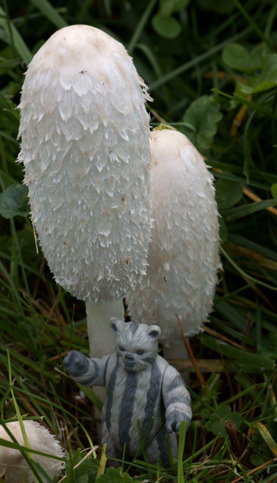 Гриб навозник серый