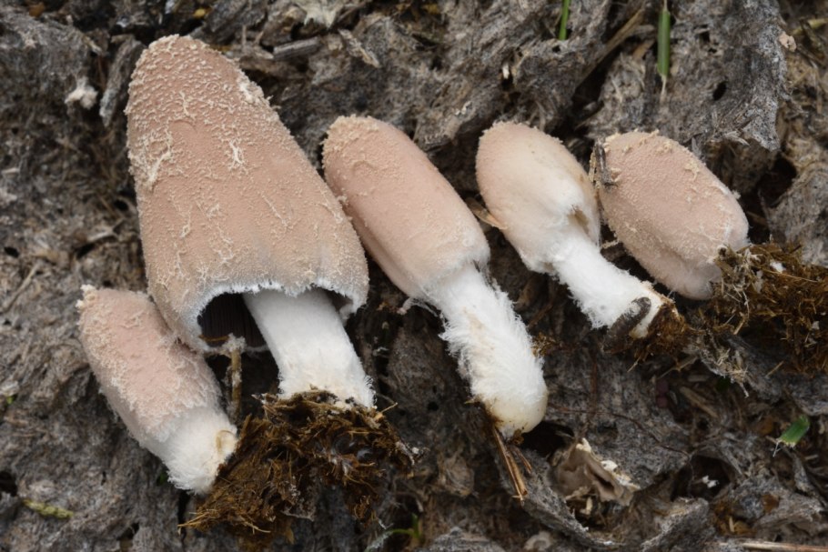 Навозник рассеянный Coprinellus disseminatus