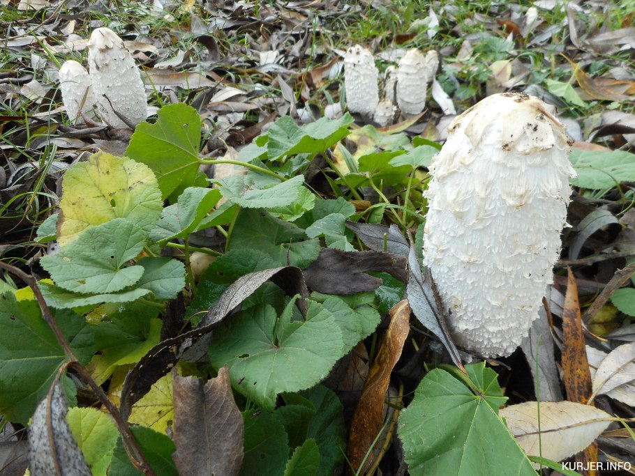 Навозник белый съедобный