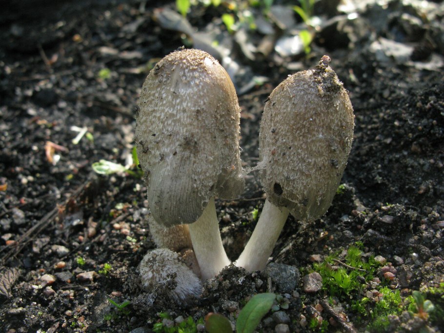 Навозник белый Coprinus comatus