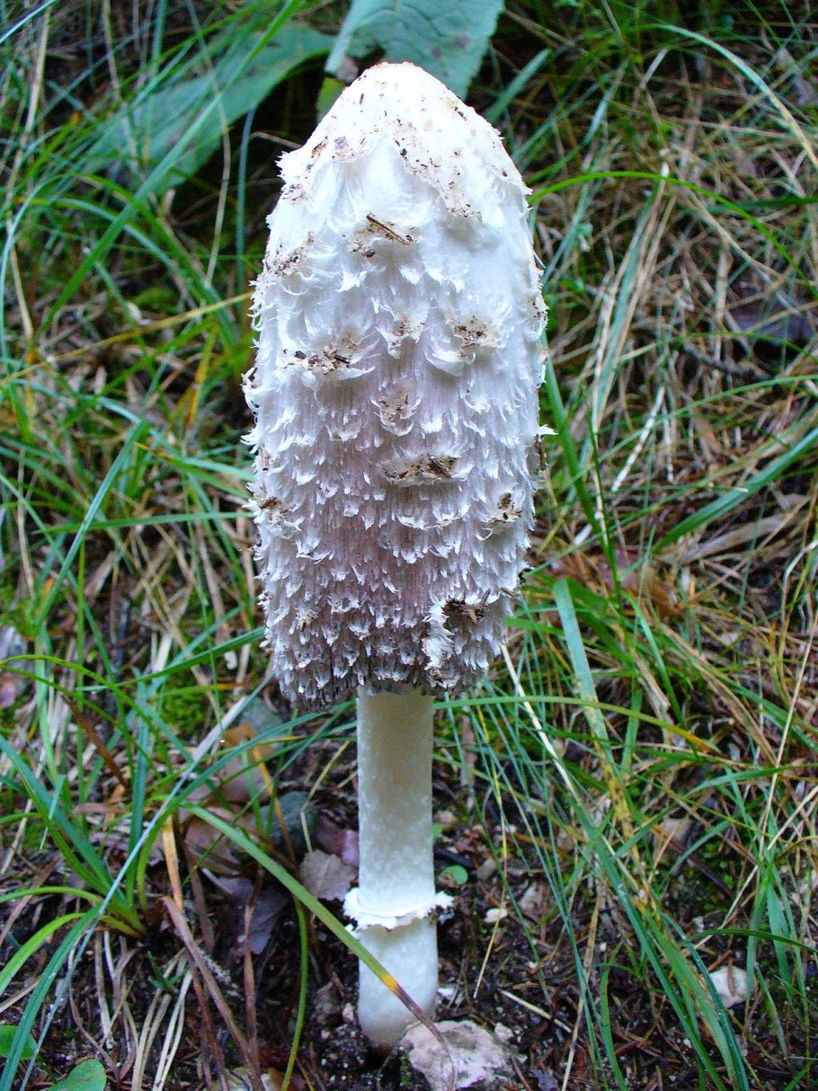 Навозник копринус