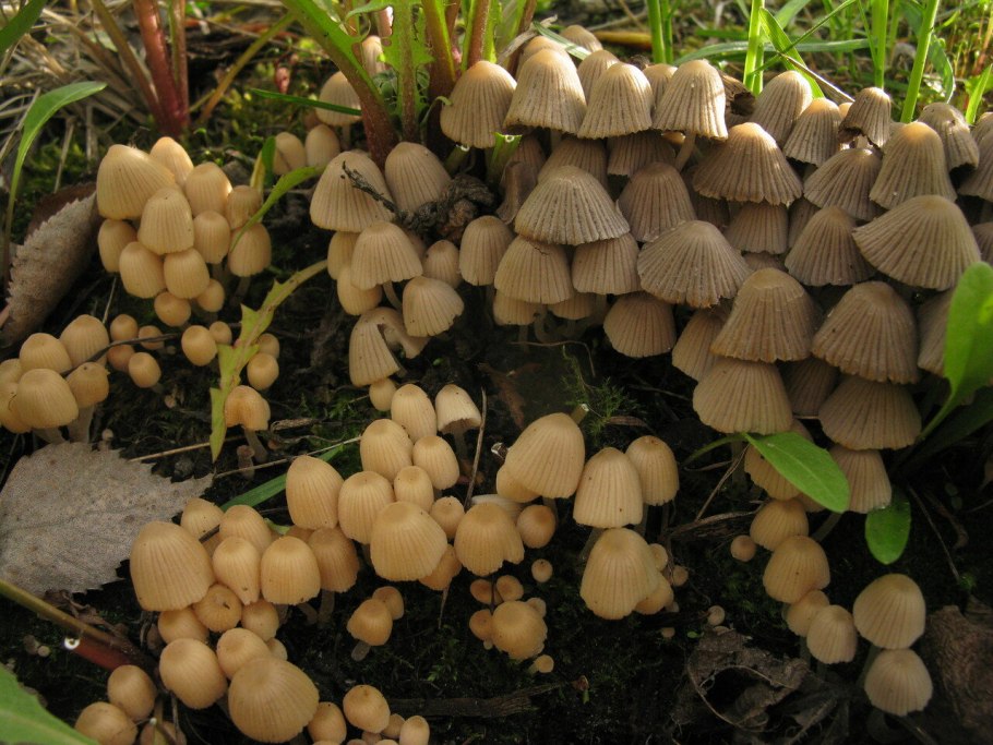 Навозник серый Coprinus atramentarius