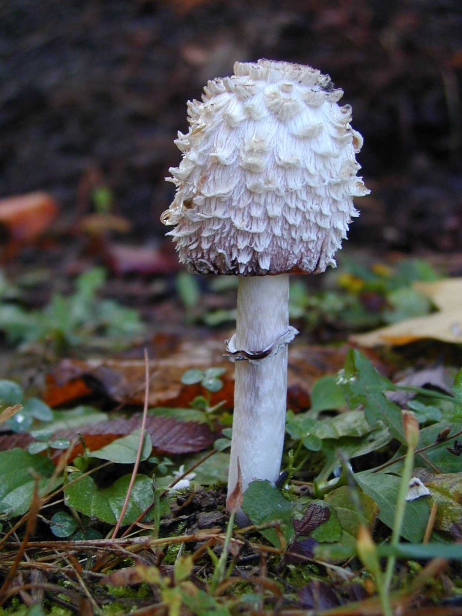 Гриб навозник белый