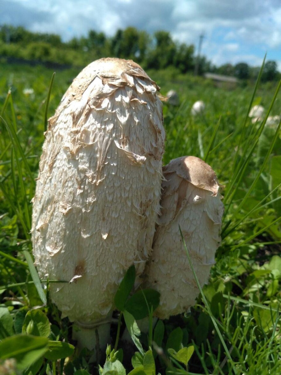 Навозник домашний