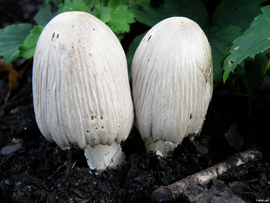 Гриб навозник мерцающий