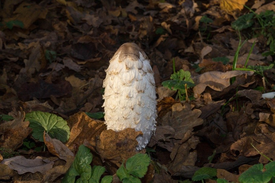 Coprinopsis stercorea
