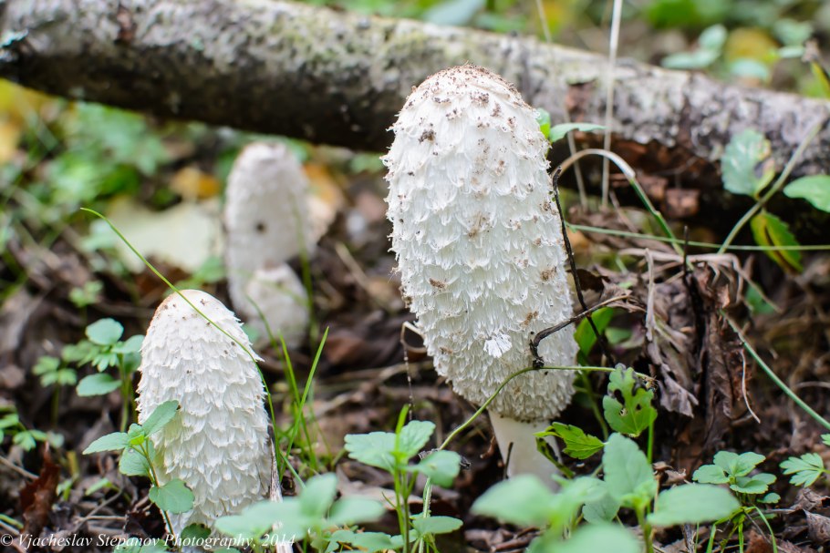 Псилоцибиновый навозник