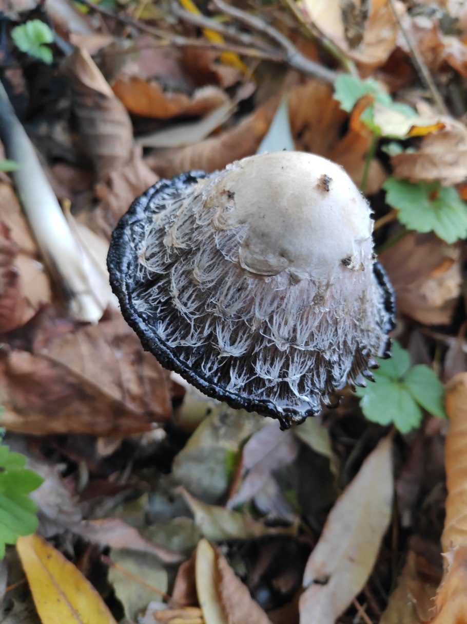 Навозник белый Coprinus comatus