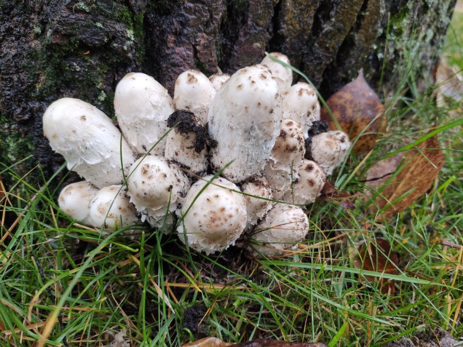 Навозник белый