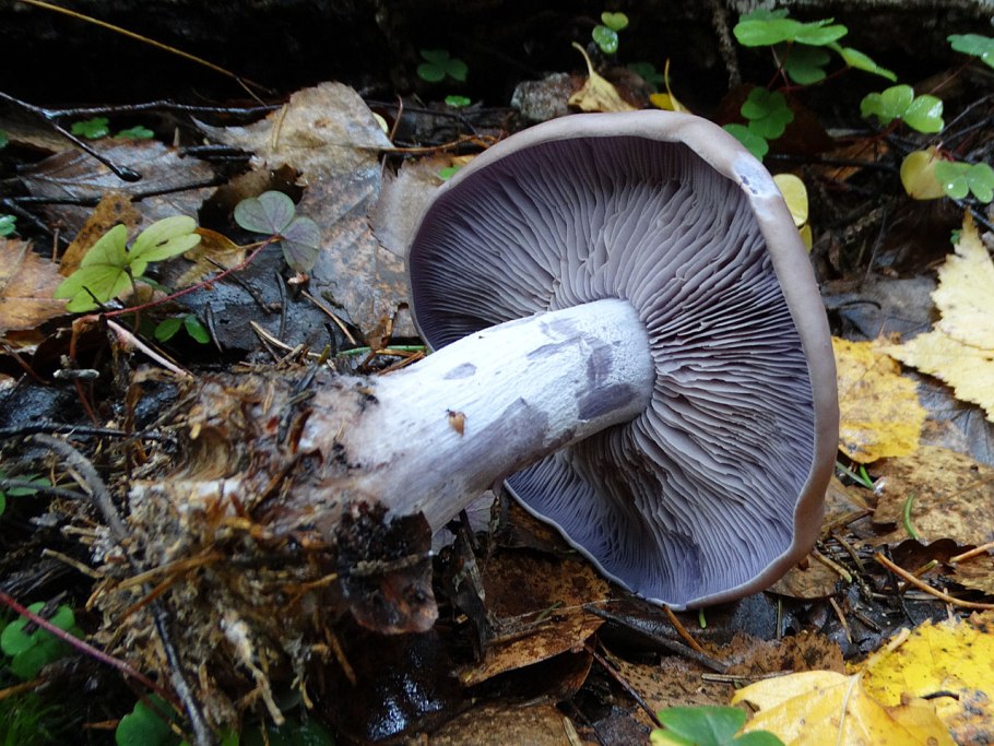 Рядовка желто-красная Tricholomopsis rutilans съедобная