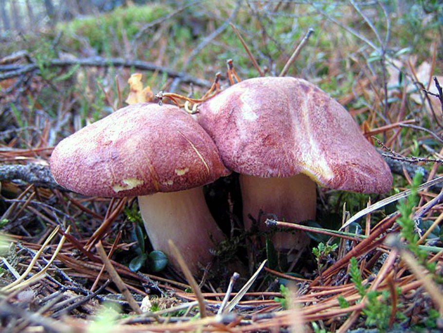 Паутинник бело-фиолетовый