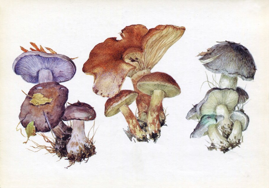 Леписта Фиалковая