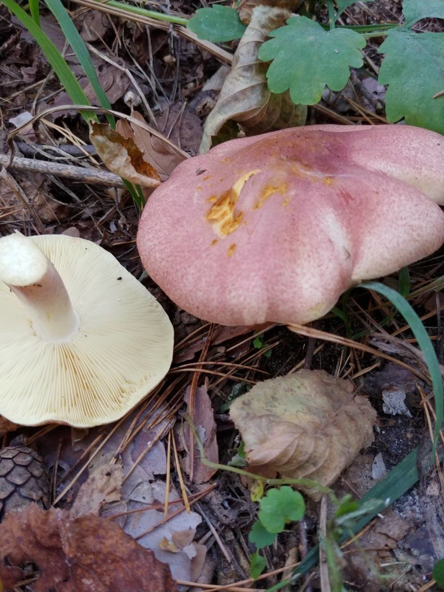 Рядовка мыльная Tricholoma saponaceum