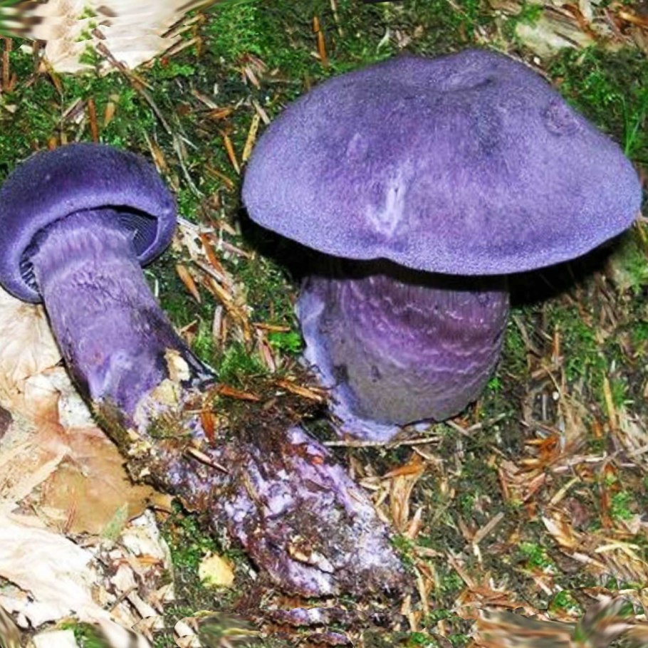 Рядовка серая Tricholoma portentosum.