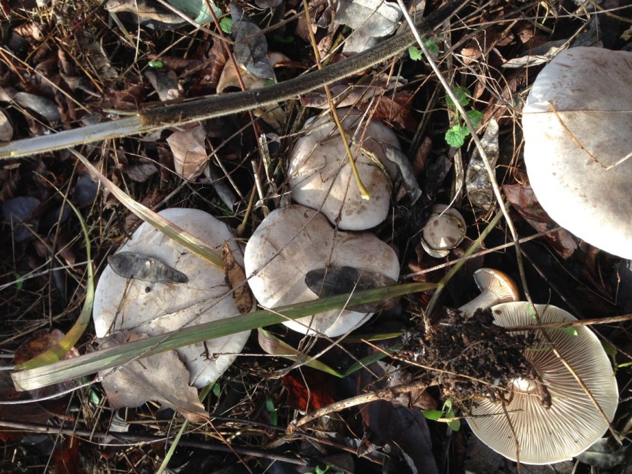 Грибы растущие группами