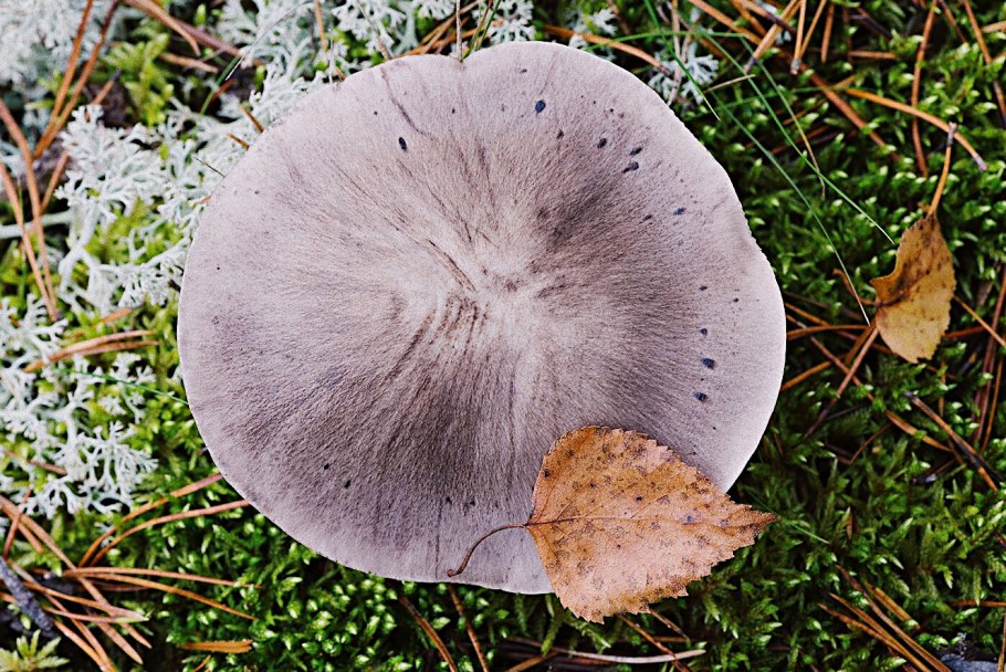 Рядовка серая Tricholoma portentosum.