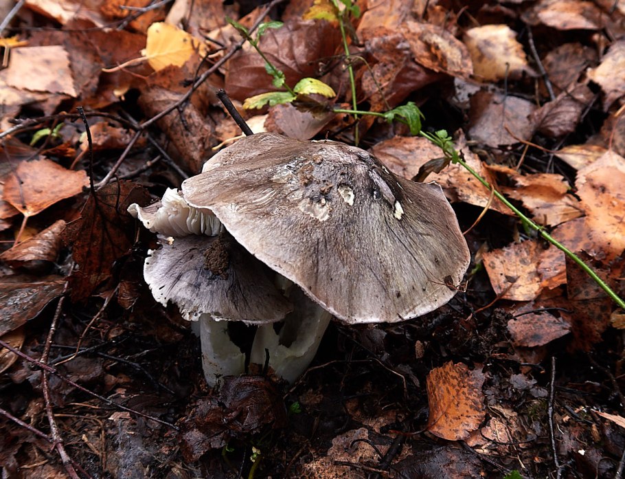 Рядовка гульден (Tricholoma guldeniae)