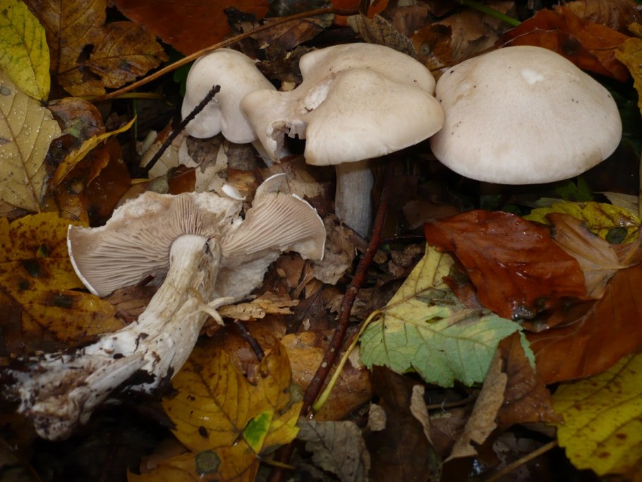 Осенние грибы рядовки