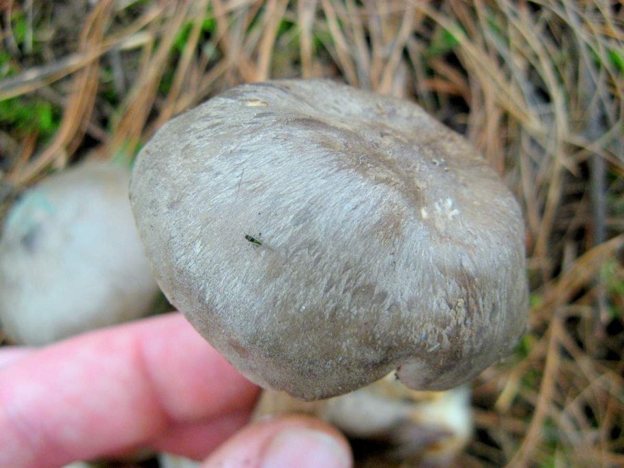 Серый гриб внутри