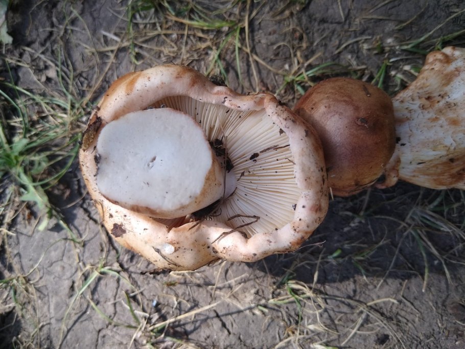 Рядовка Тополевая Tricholoma populinum