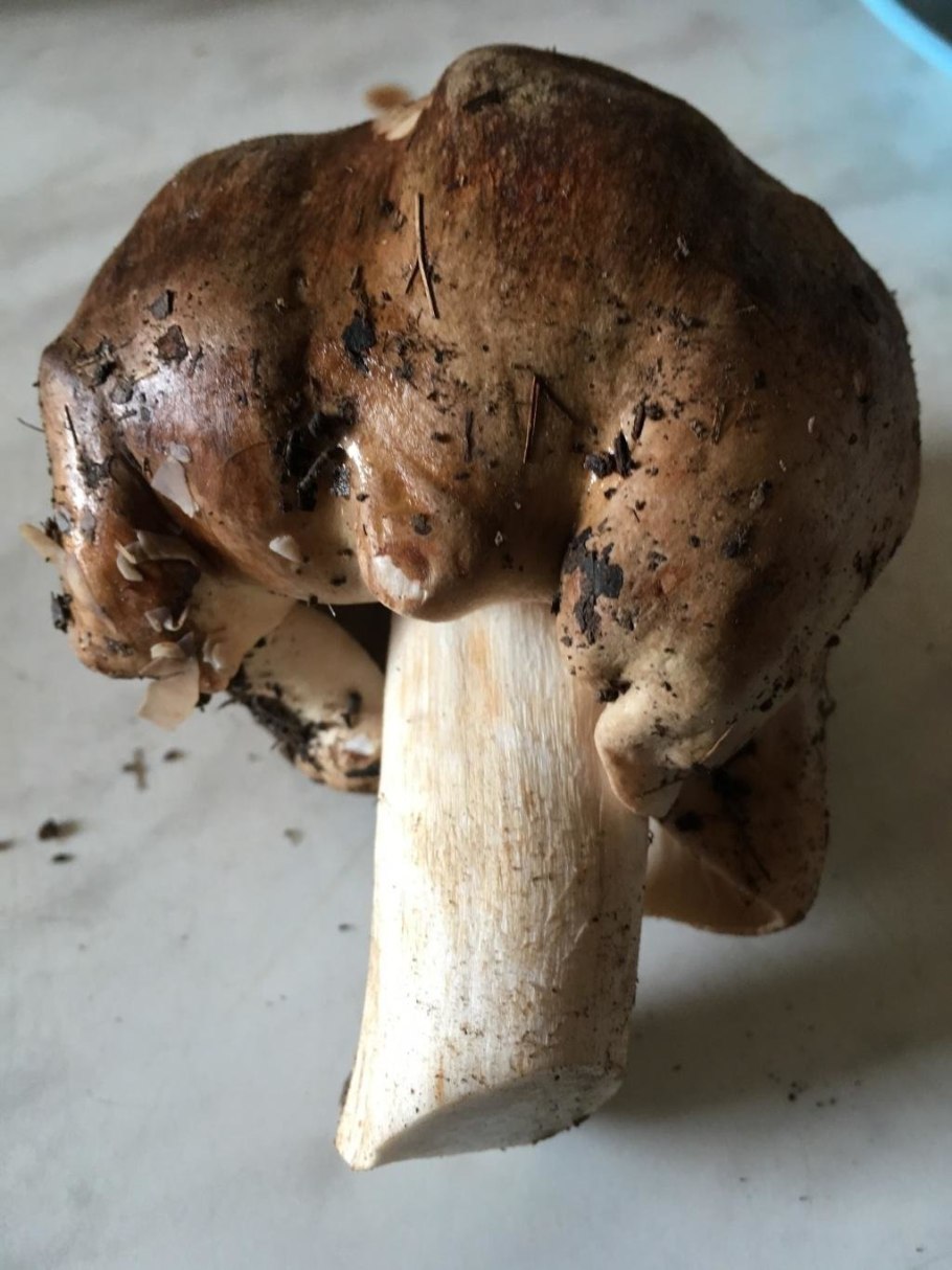 Подтопольник ( рядовка Тополевая )грибы