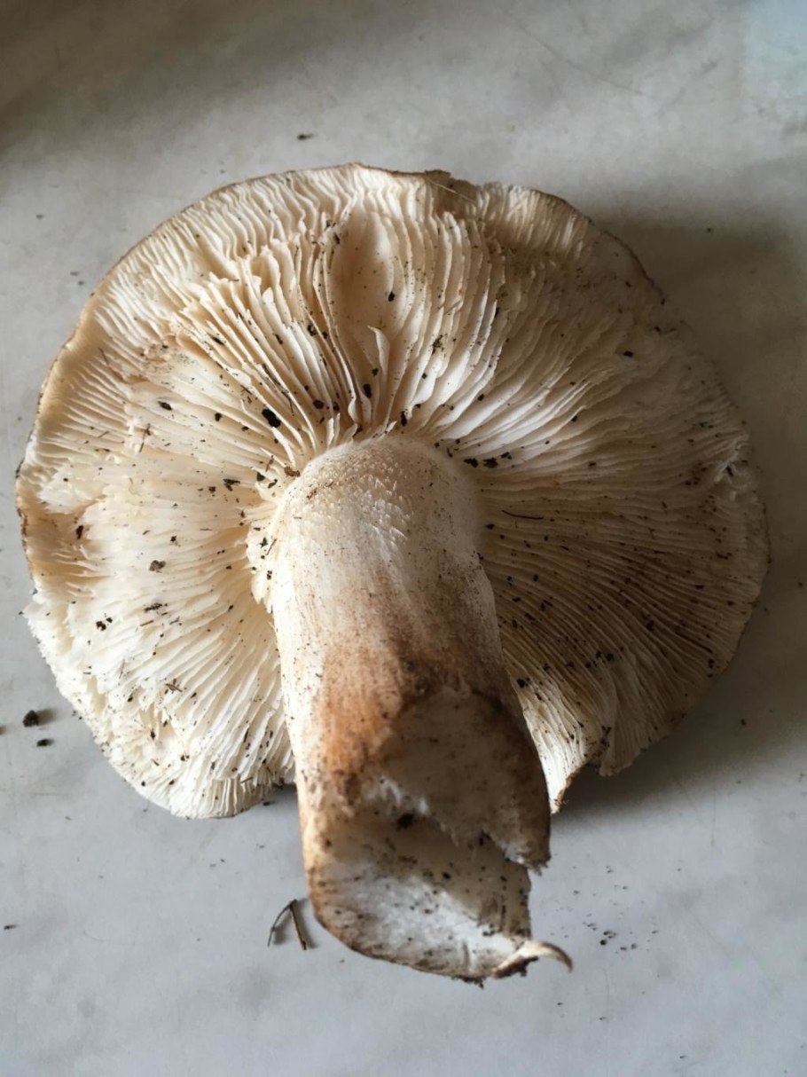 Tricholoma populinum гриб