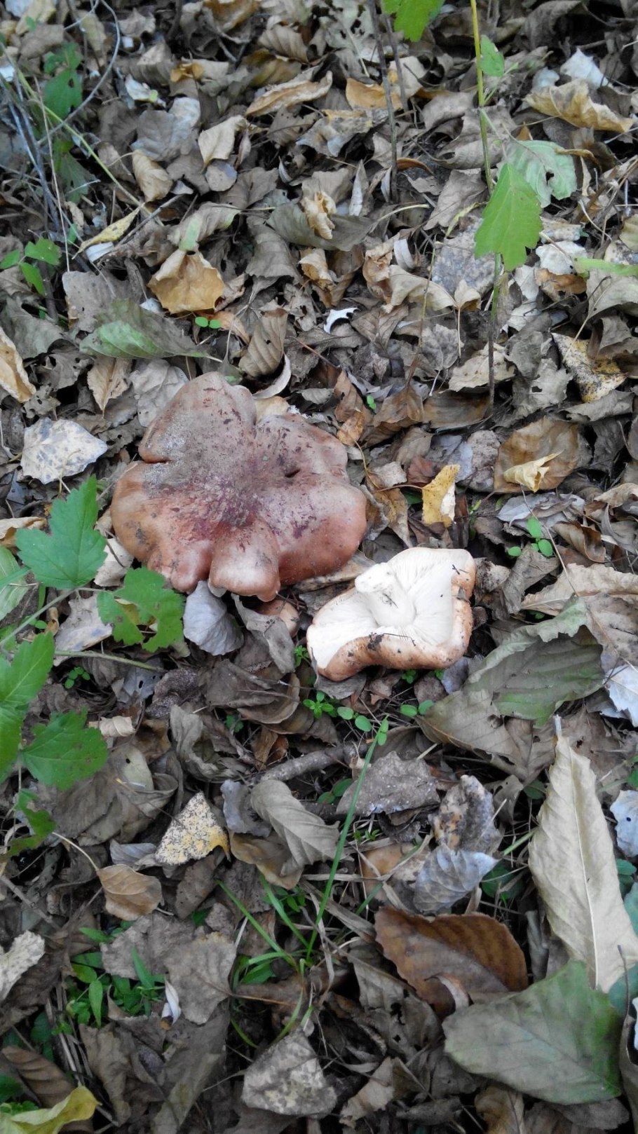 Гриб Тополевка рядовка