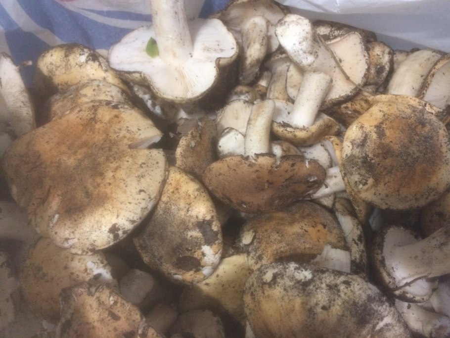 Рядовка Тополевая Tricholoma populinum