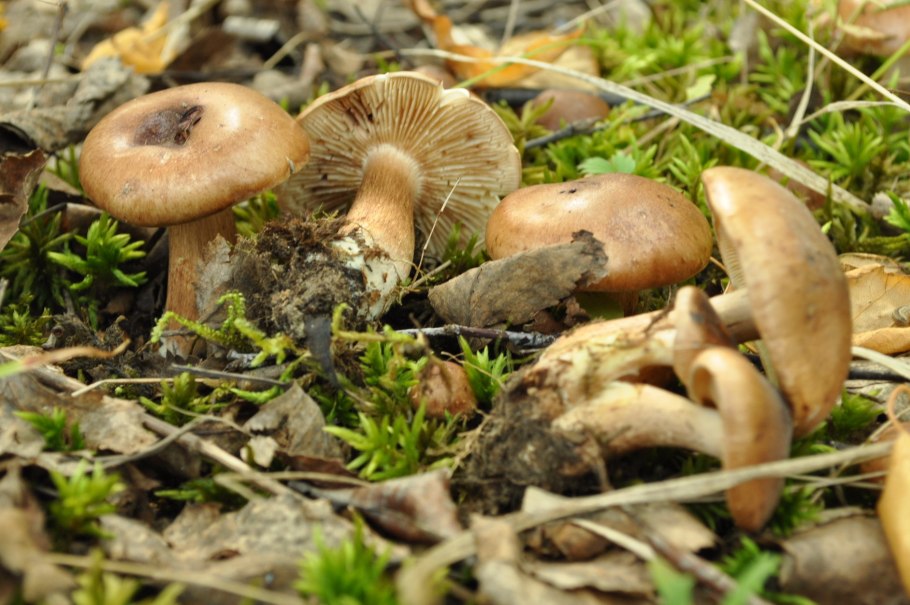 Tricholoma populinum гриб