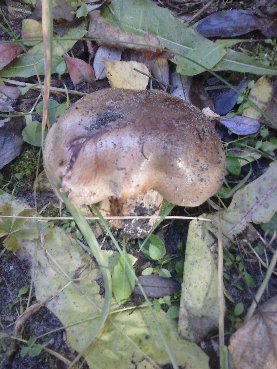 Гриб рядовка Тополевая