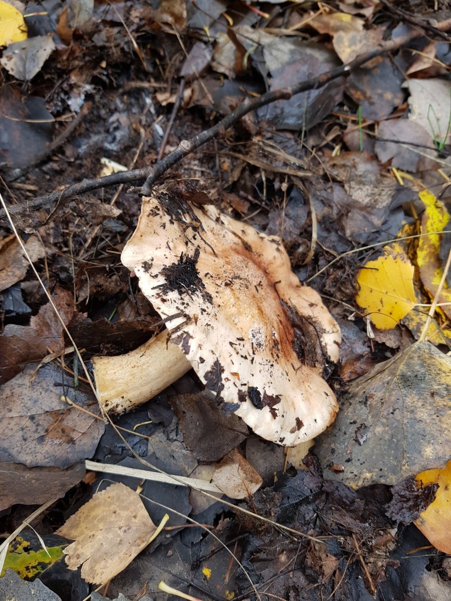 Грибы Тополевки рядовки