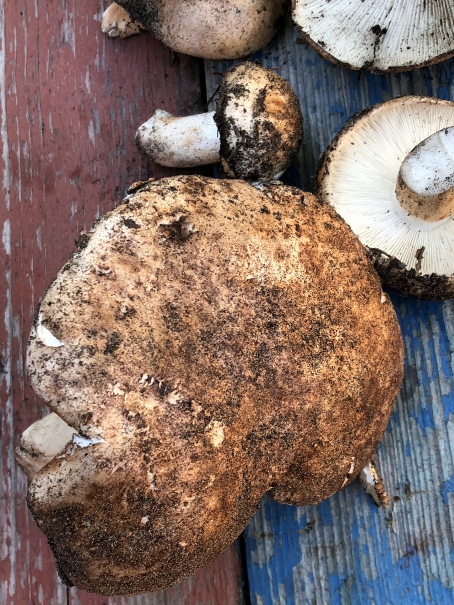 Гриб Тополевка рядовка