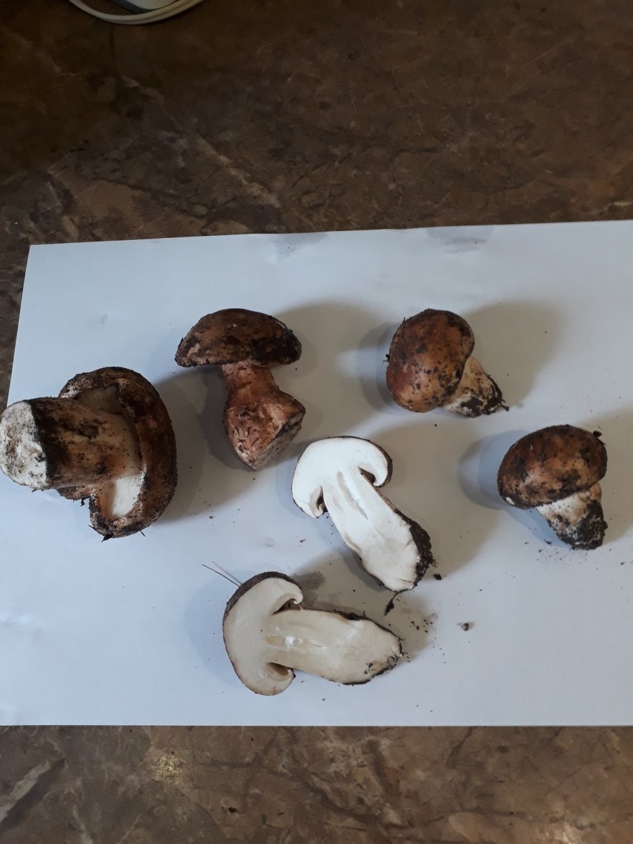 Подтопольник ( рядовка Тополевая )грибы