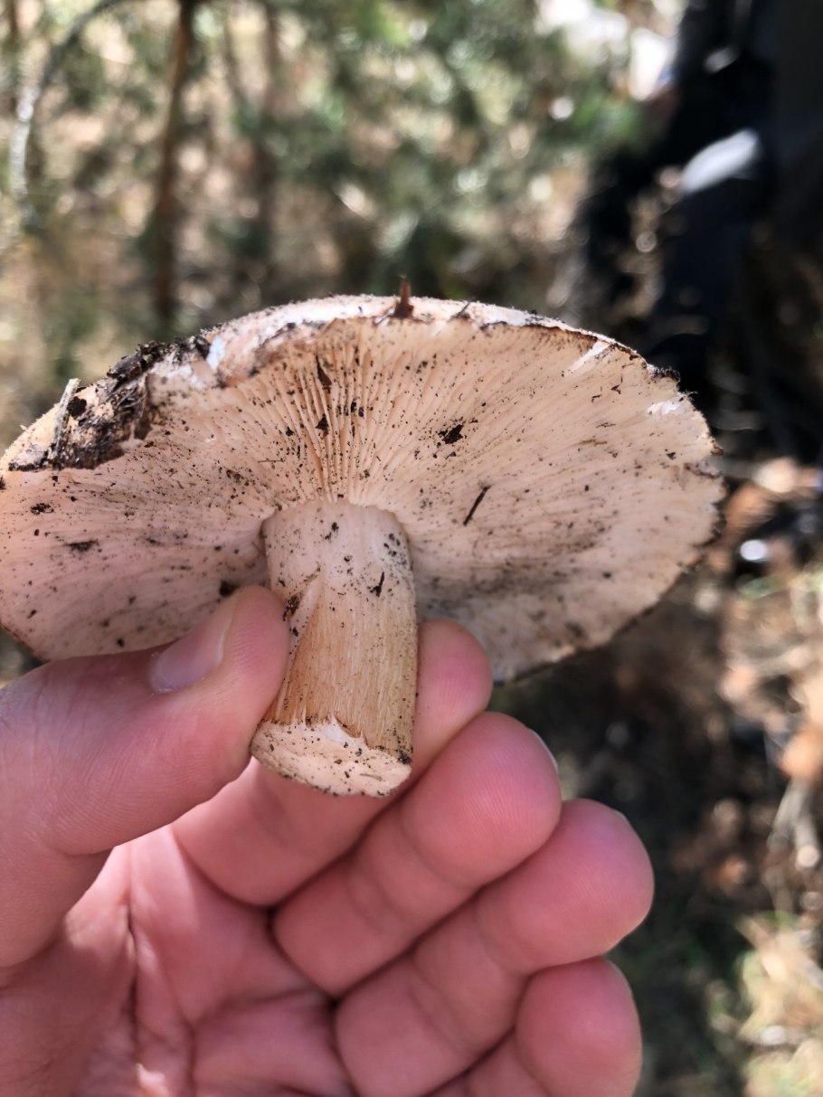 Рядовка Тополевая Tricholoma populinum