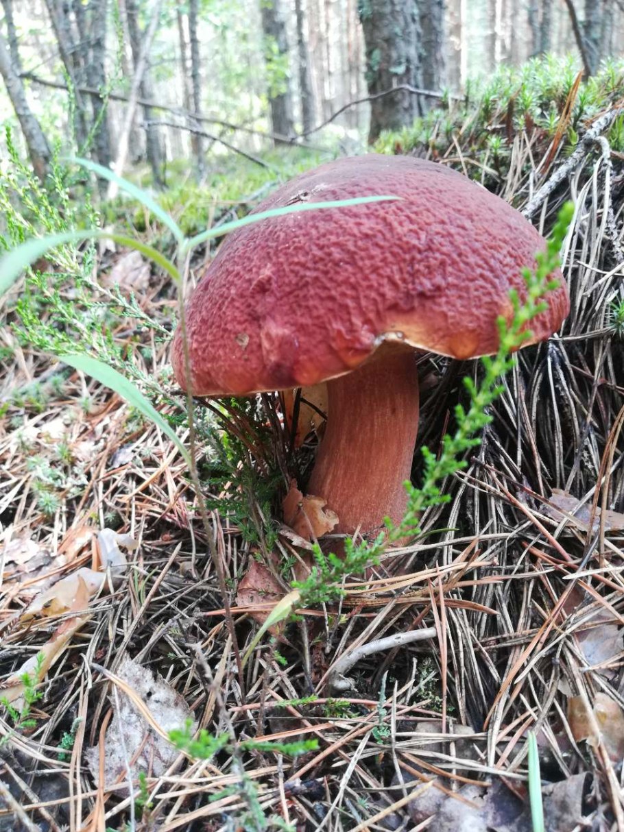 Боровик в Сосновом Бору