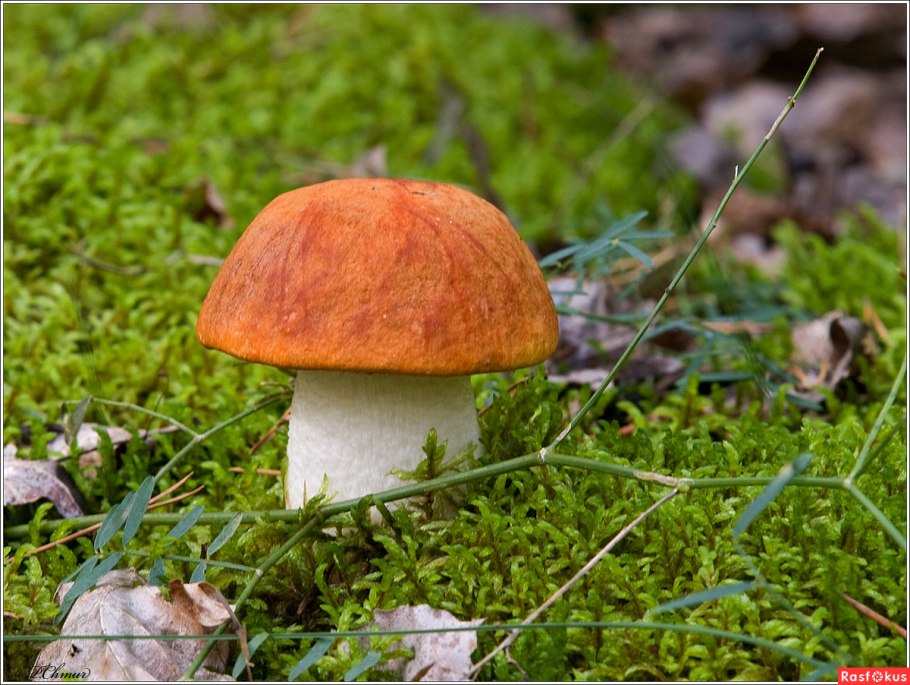 Гриб Дубовик оливково-бурый